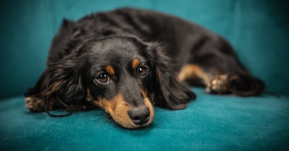 Looking for a Blue Ingredient - Black and Tan Long Coat Dog