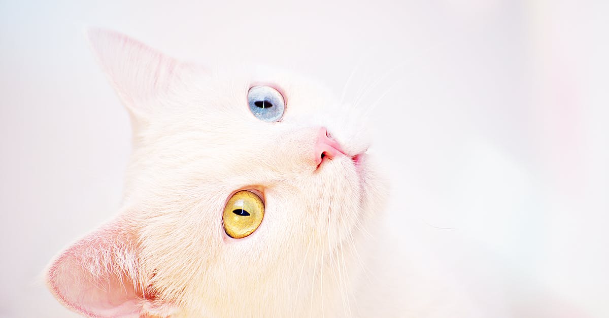 Looking for a Blue Ingredient - White Kitten
