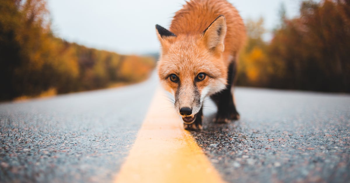 Looking for a way to make a cone shaped cookie - Ground level of curious dangerous wild red fox walking on wet road near woods