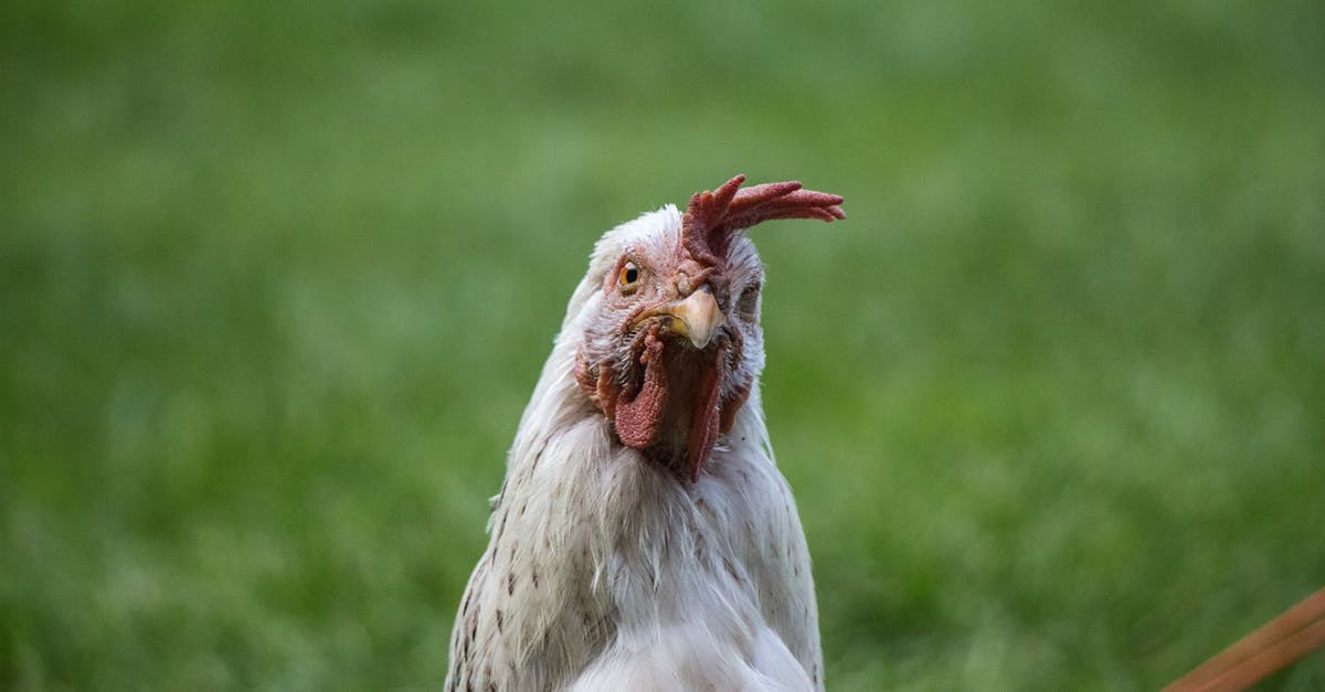 Looking for Chicken & Dumplings pointers - Selective Focus Photography of White Chicken