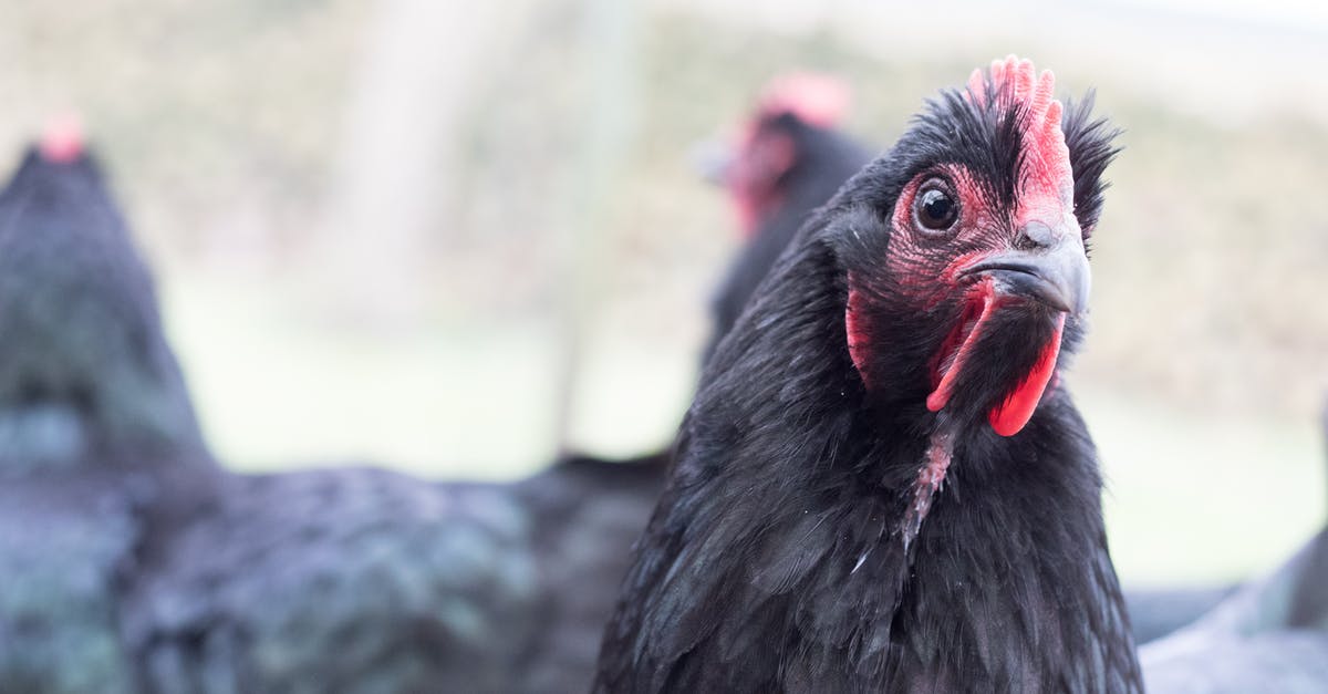Looking for Chicken & Dumplings pointers - Close-up Photo of Ayam Cemani Chicken