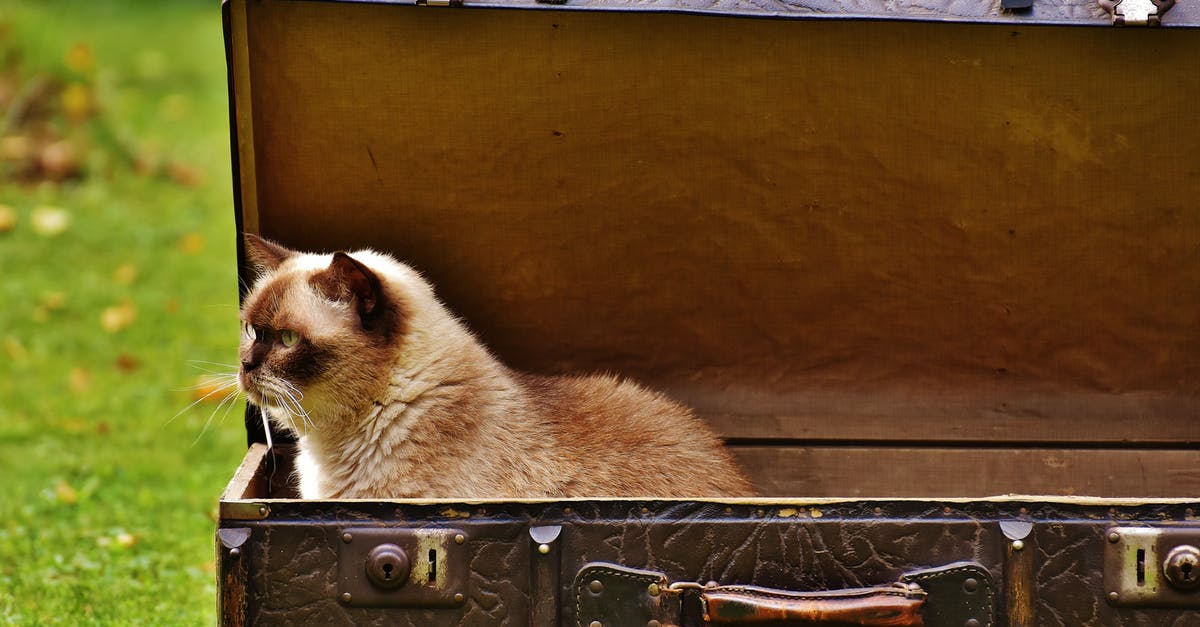 Looking for Rubbermaid "Servin' Saver™" container - White and Brown Siamese Cat Inside Chest Box