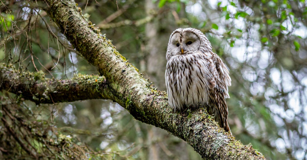 Looking for some advice on why brown bits burned - Brown Owl on Tree Branch