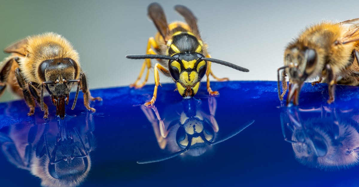 Macarons...Why not color the syrup? - Wasp and bees reflecting in syrup while drinking