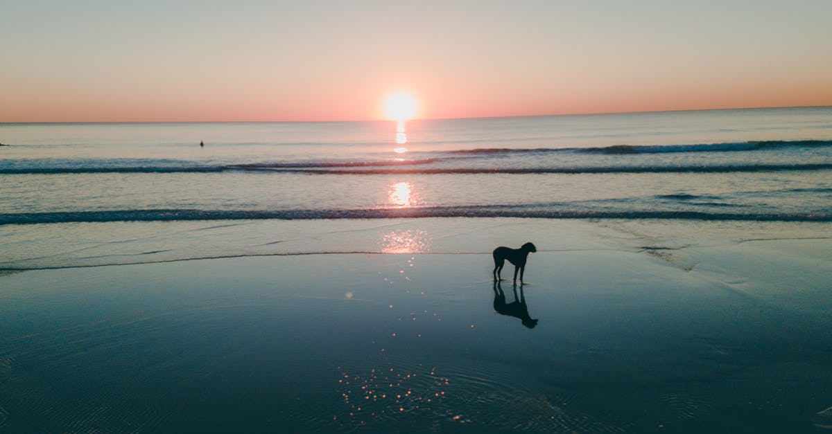 Making brigadeiros in Portugal similar to the ones in Brazil - Dog On Seashore