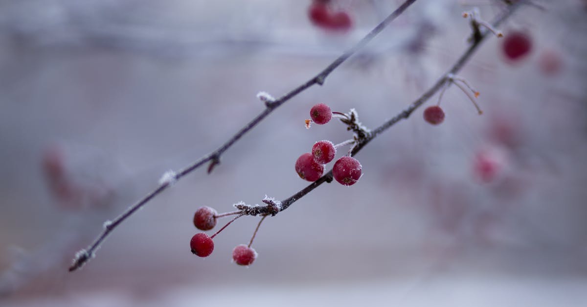 Making cherry ice cream, should I macerate the cherries? - Red Berry Fruit