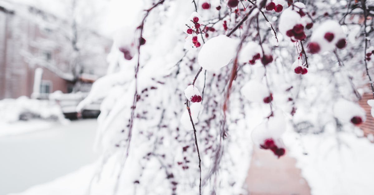 Making cherry ice cream, should I macerate the cherries? - Branches of cherry tree covered with ice and snow growing on backyard during freezing winter day