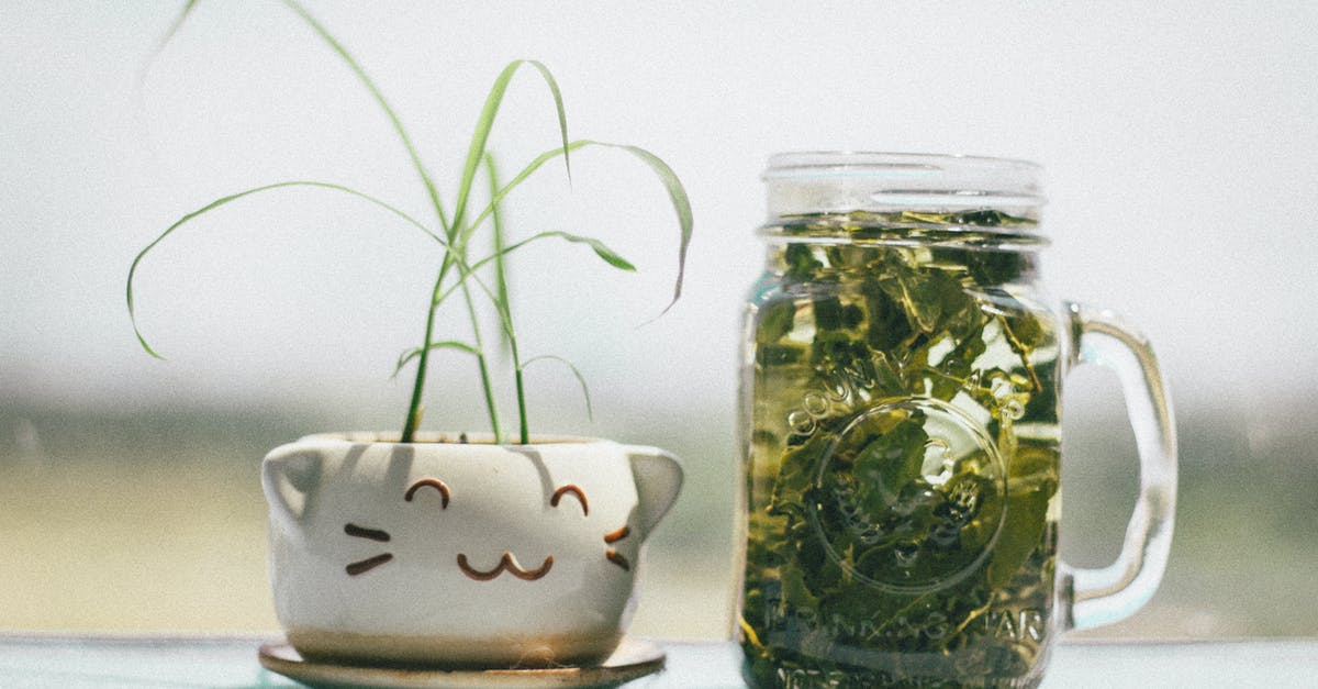 Making green tea [closed] - Green Leafed Plant Beside Clear Glass Mg