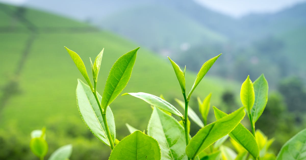 Making green tea [closed] - Green Leaves in Close Up Photography