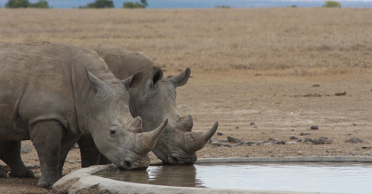 Making large amount of Gravy - A Pair of Rhinoceros Drinking Water in a Pond 