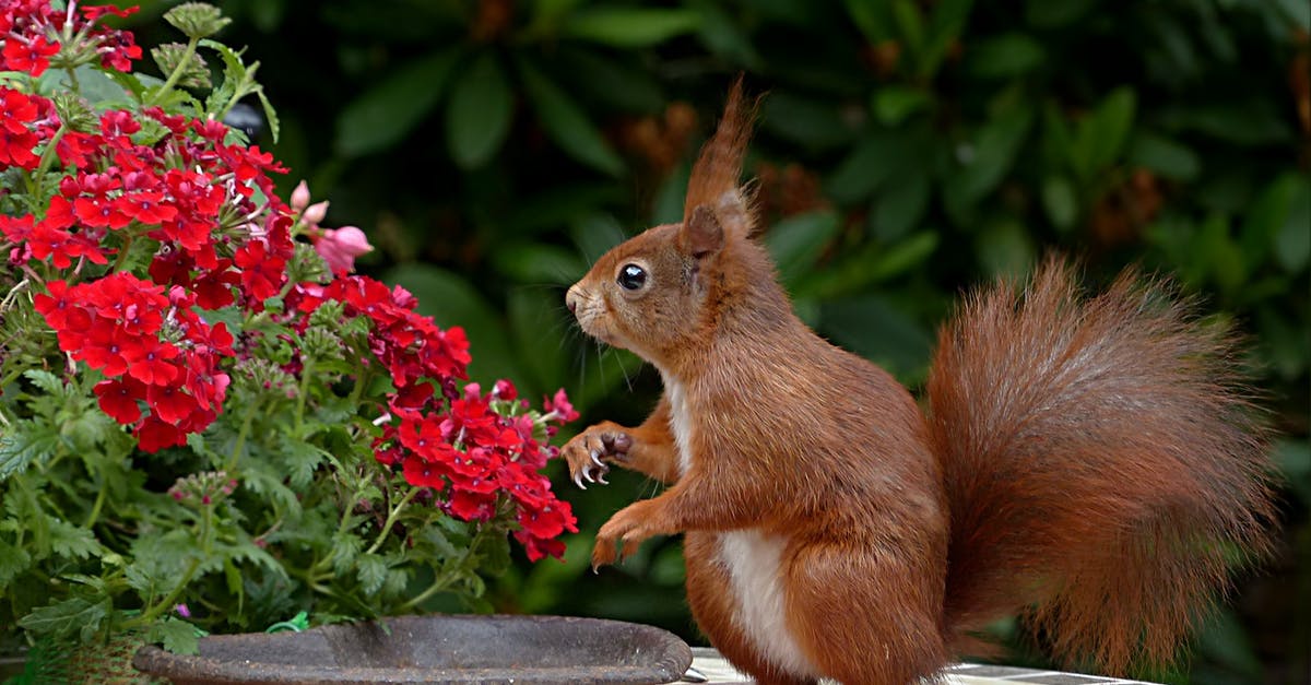 Making my salads a little better [closed] - Red Squirrel on Brown Table Top