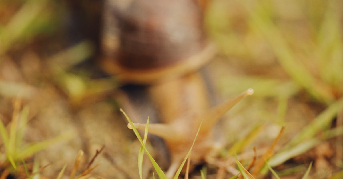 Making pearl couscous in slow cooker - Brown Snail on Green Grass