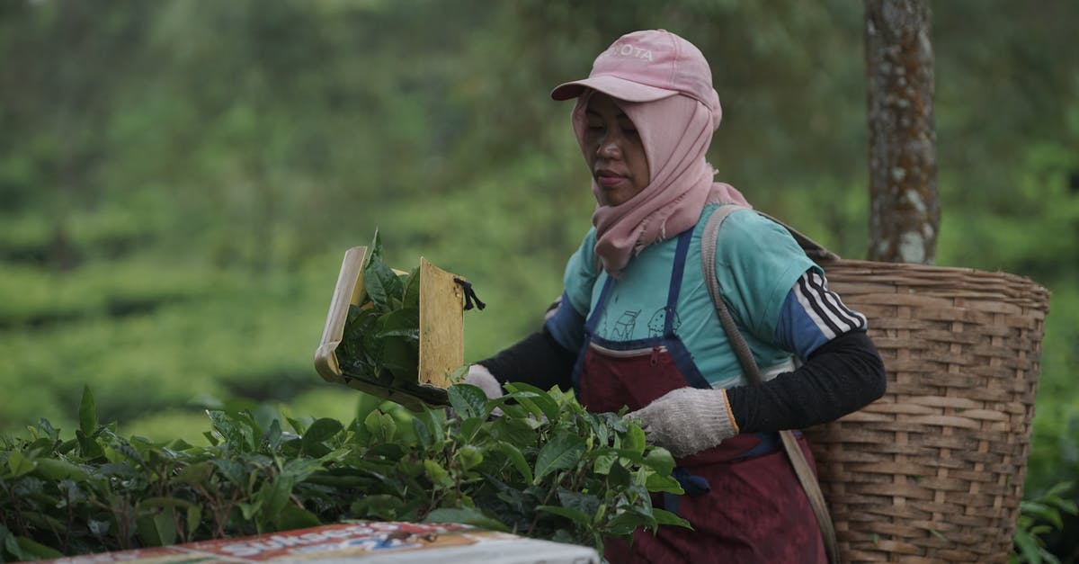 Making tea out of grape leaves -when to pick the leaves? - Woman Wearing a Basket on Her Back Working on a Plantation 