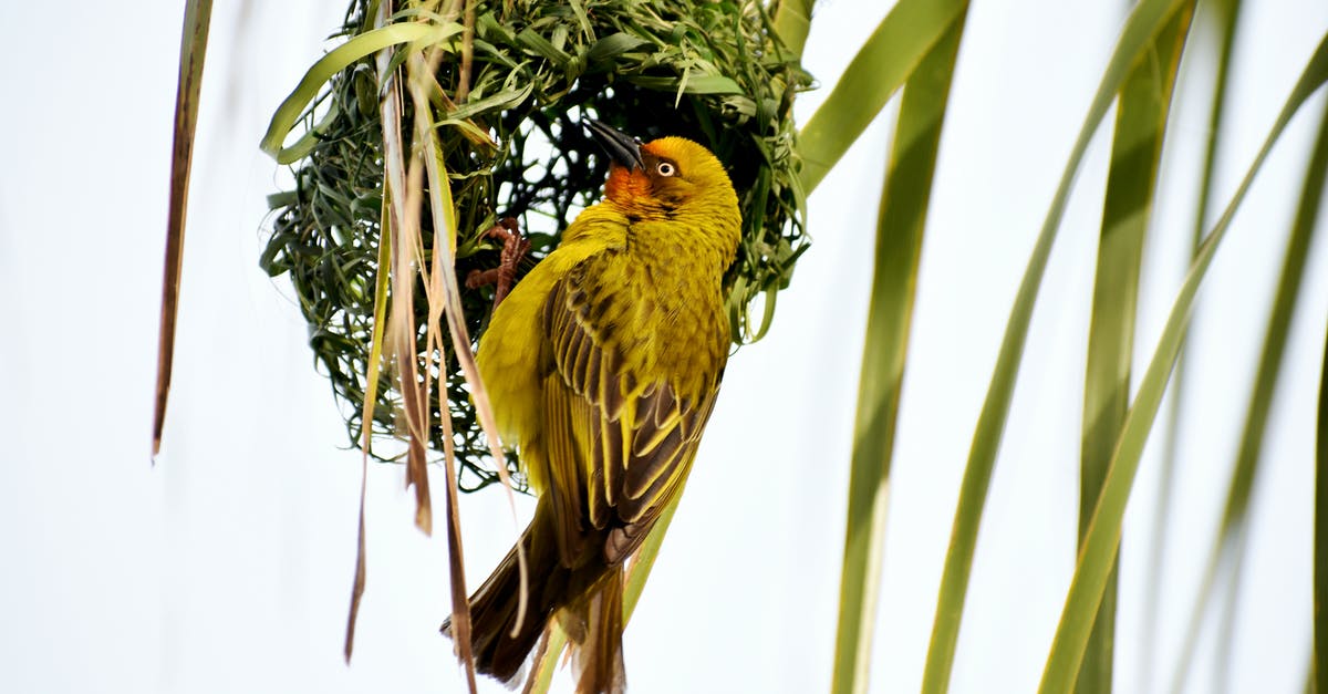 Making that little butter thing you put on top of steak - Gamma Photography of Yellow and Black Bird