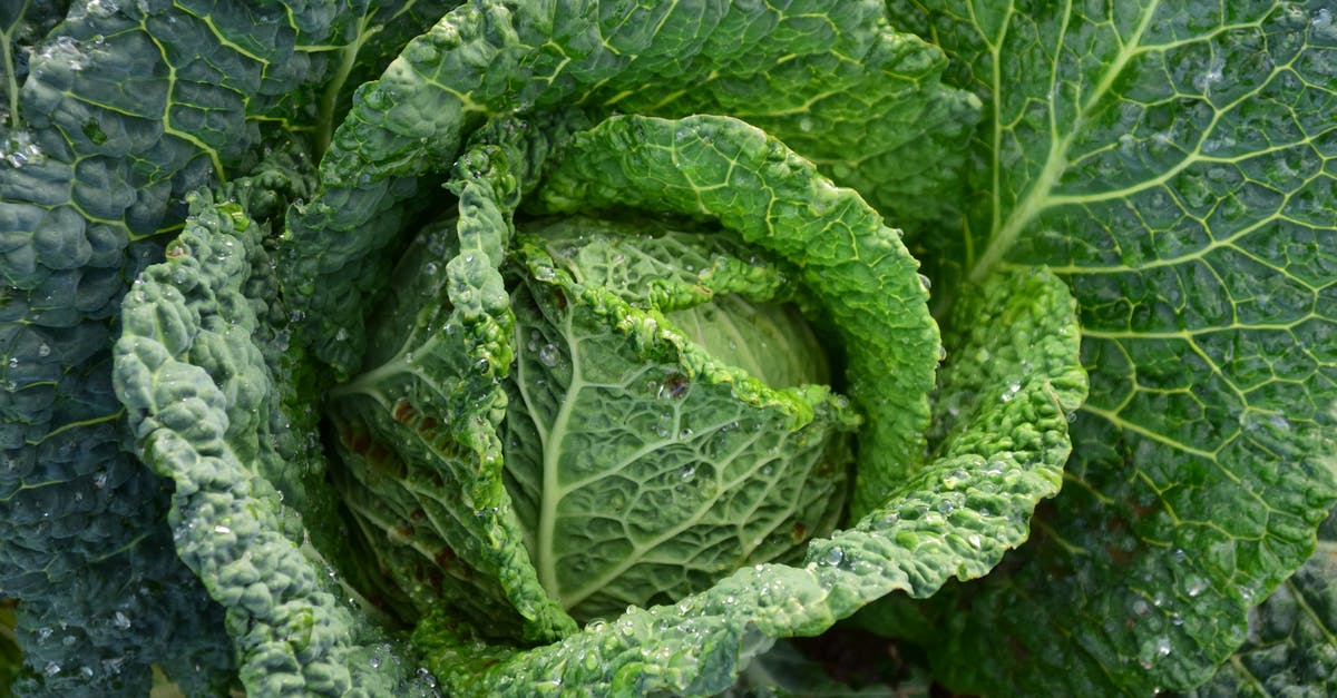 Making vegetables (those with leaf) more "crunchy" (bite/tear off easily) - Focus Photography of Green Cabbage