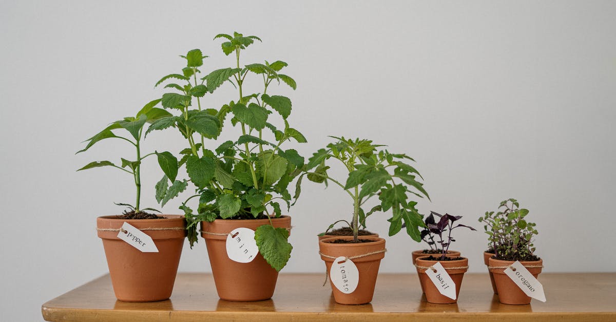 Marinara sauce with too much oregano and tomato paste - Photo of Potted Plants on Wooden Table