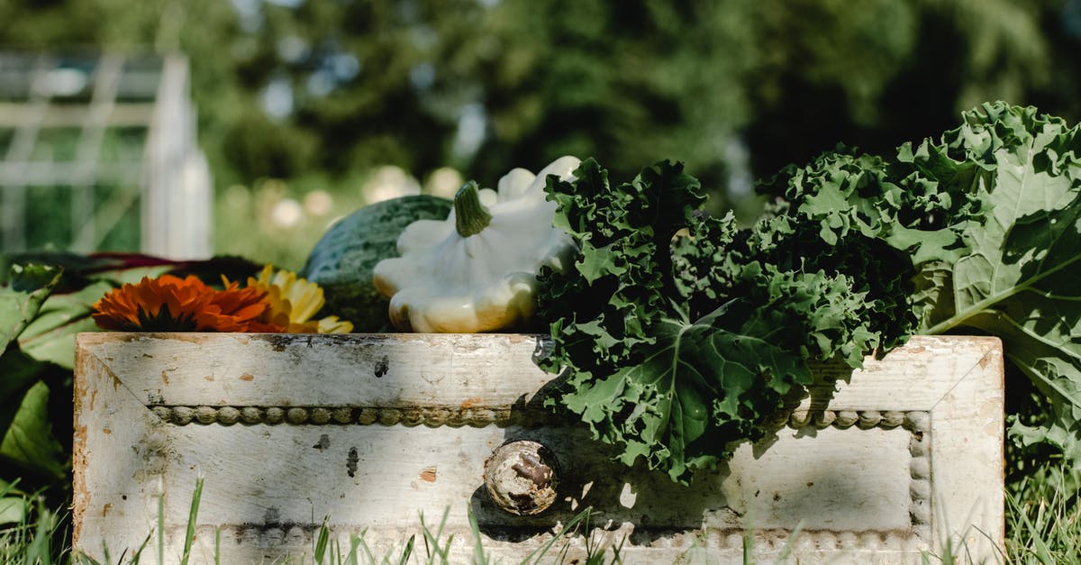 marinated vegetables on food dehydrators? - Green Plant on White Wooden Bench