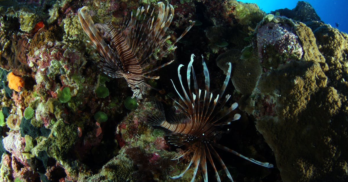 Marinating fish - Free stock photo of aquarium, coral, deep