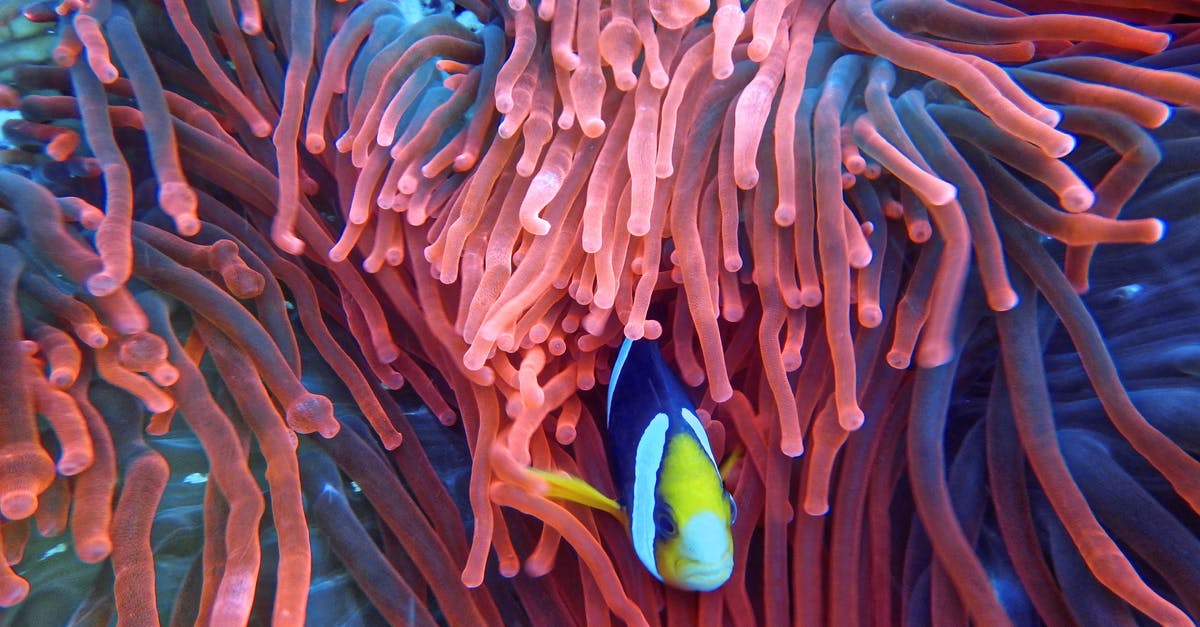 Marinating fish - Photo of a Fish on Corals