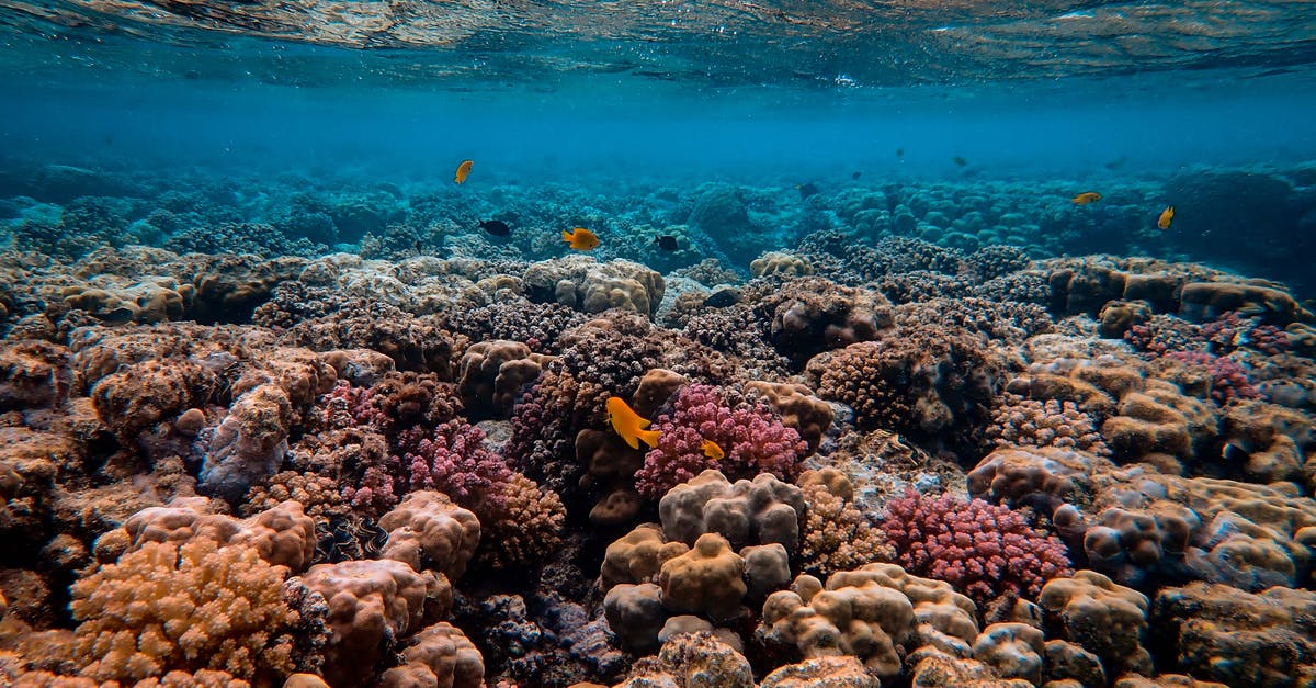 Marinating fish - Scenic Photo of Coral Reef