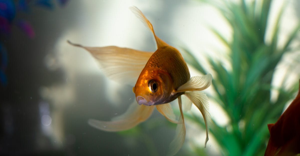 Marinating fish - Goldfish in Water