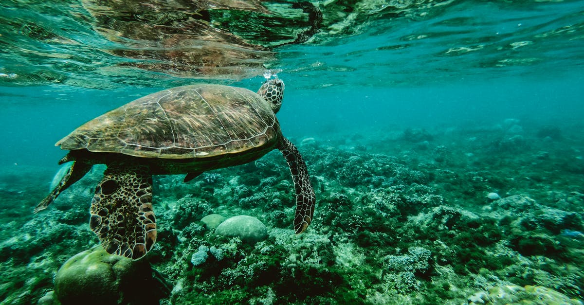 Marinating venison? - Photo of a Turtle Swimming Underwater