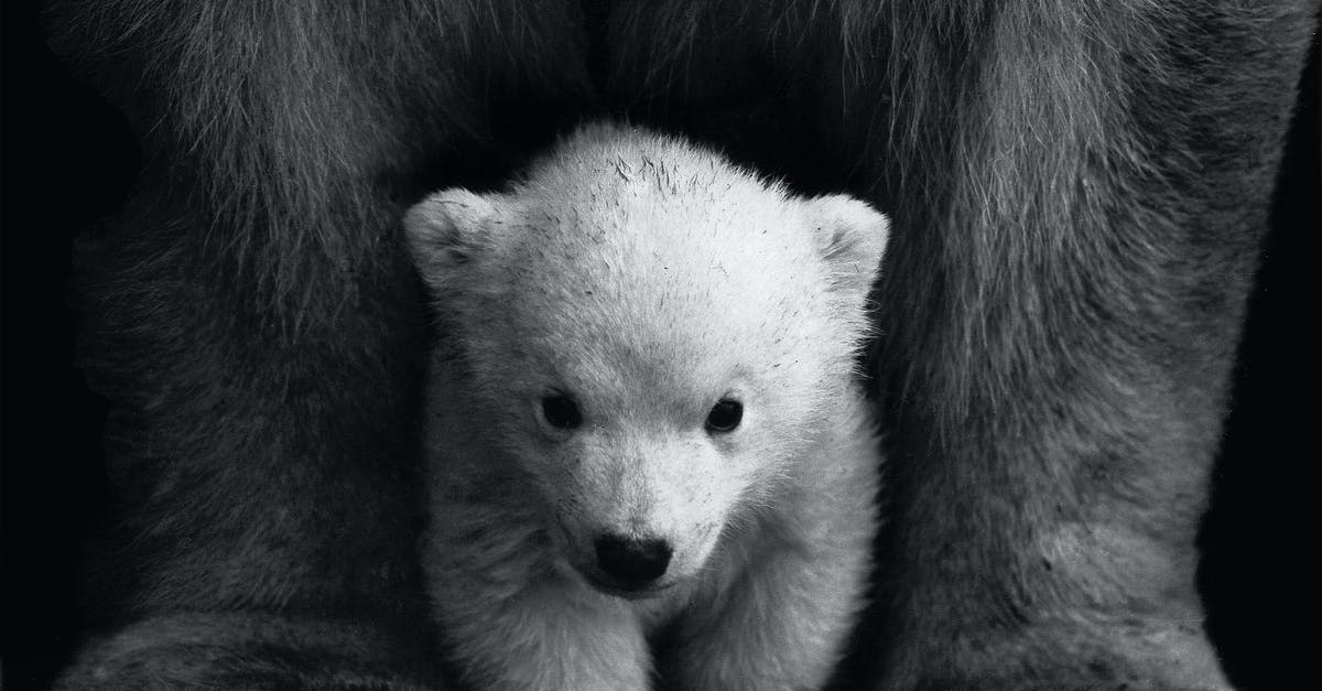 Marinating venison? - Grayscale Photo of a Polar Bear Cub 