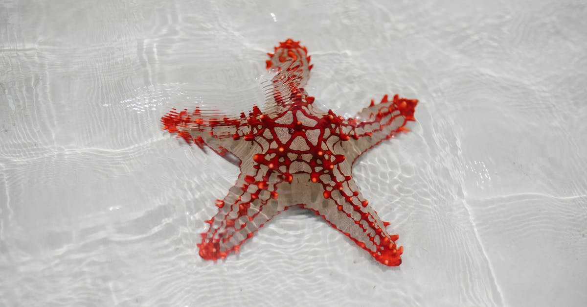Marshmallows are wet on the bottom as they set - From above of starfish echinoderm from class Asteroidea on sandy bottom of clear shallow water