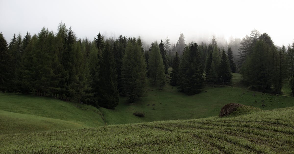 Millet (wild yeast/sourdough) fermentation decreasing thickness of the slurry - Picturesque green valley with slope near dense spruce forest under cloudy sky with dim sun