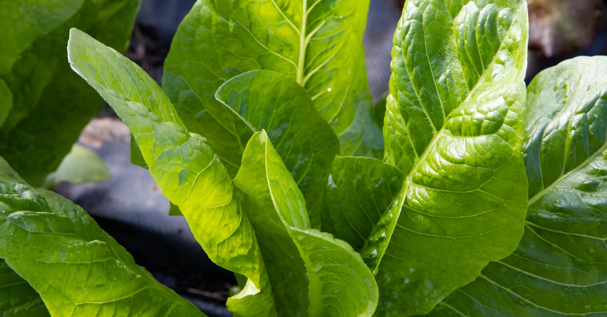 Moisture in Vegetable Bin - Green Leaves Vegetables in Close Up Photography