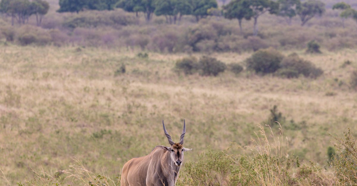 Mold is growing on my cheese, what is common practice? [duplicate] - Eland antelope standing in field in savanna