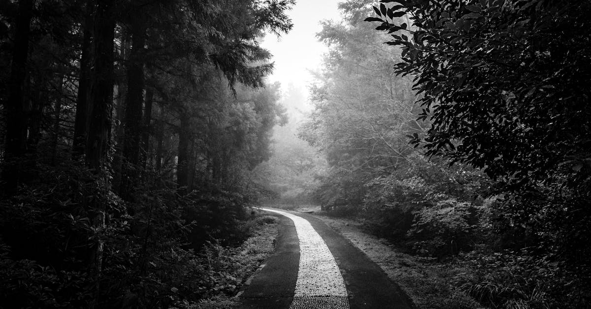 More dense cookie - Empty Road in Dense Wood in Fog