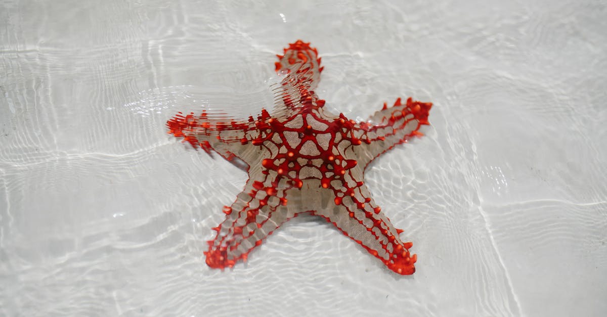 mousse with liquid in bottom - From above of starfish echinoderm from class Asteroidea on sandy bottom of clear shallow water