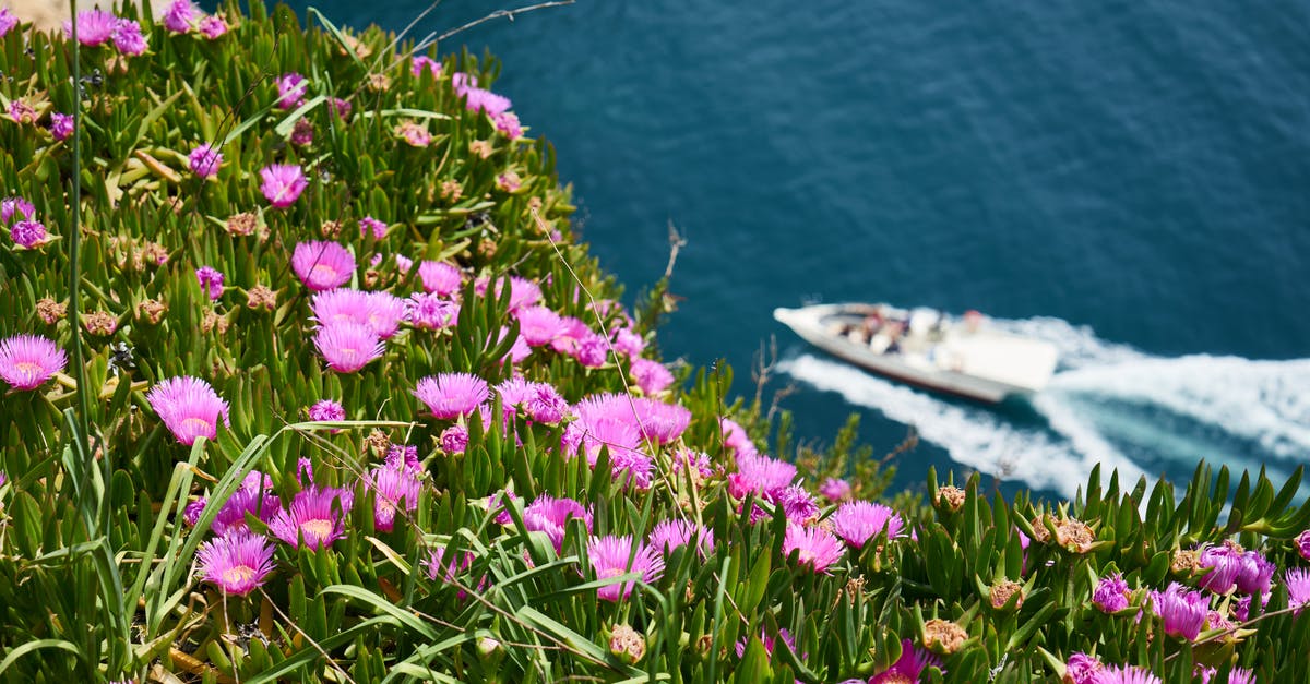 Mung bean sprouts developed a slight purple color on day 3? - White Motor Boat on Body of Water Beside Purple Flower Field