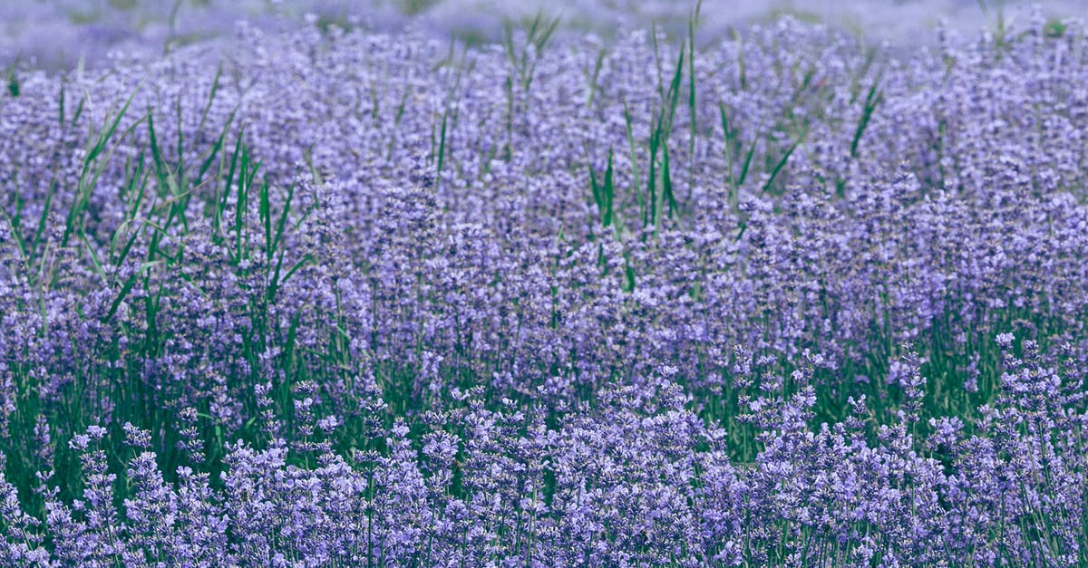 Mung bean sprouts developed a slight purple color on day 3? - Lavender field with blooming violet flowers