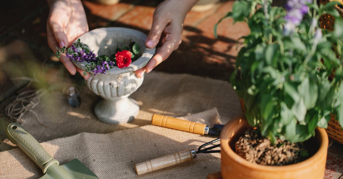 Mung beans take 10+ days to sprout - Gardener with ceramic vase of blooming branches