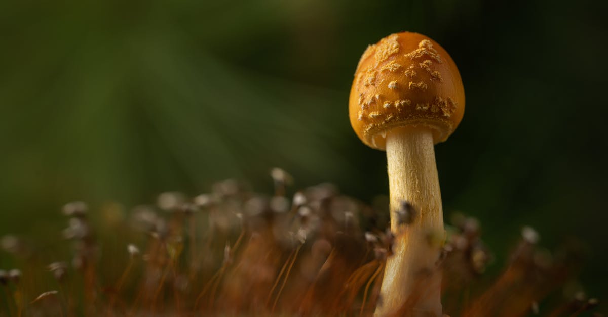 Mushroom substitutes - Brown Mushroom in Tilt Shift Lens