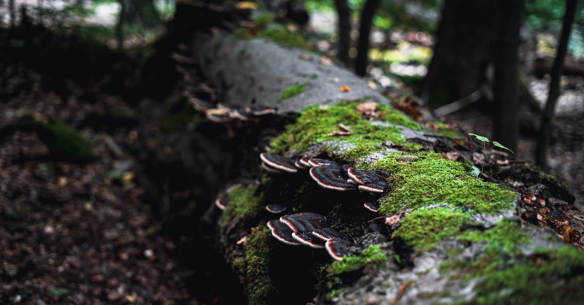 Mushroom substitutes - Mushroom Growing on a Tree Trunk