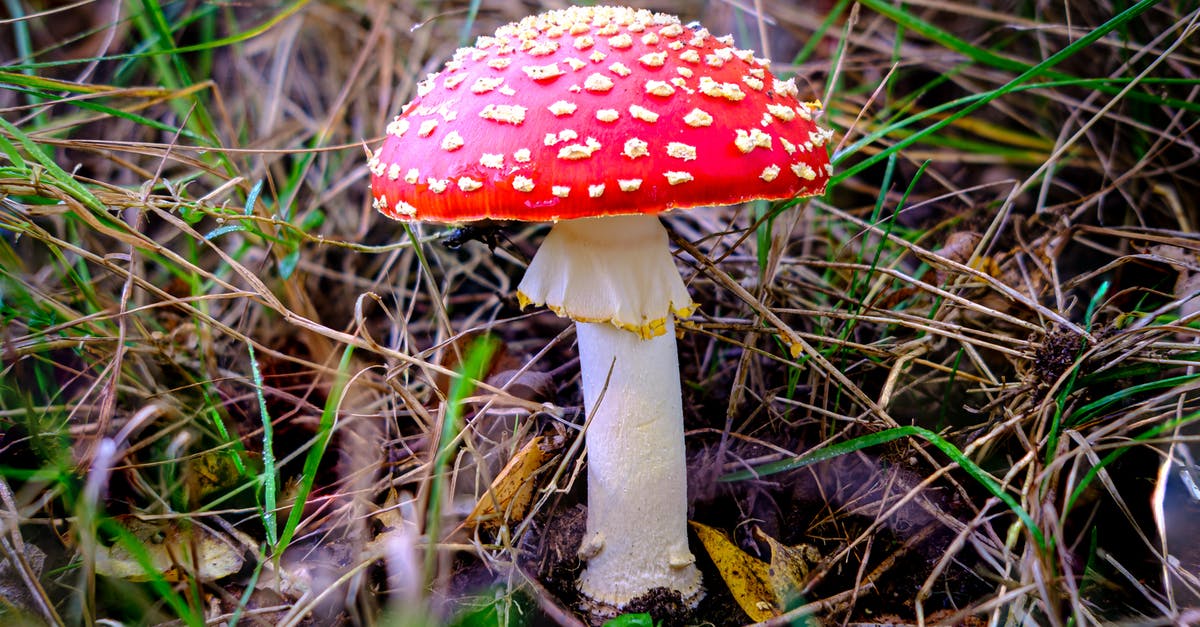 Mushroom substitutes - Red and White Mushroom in Close Up Photography