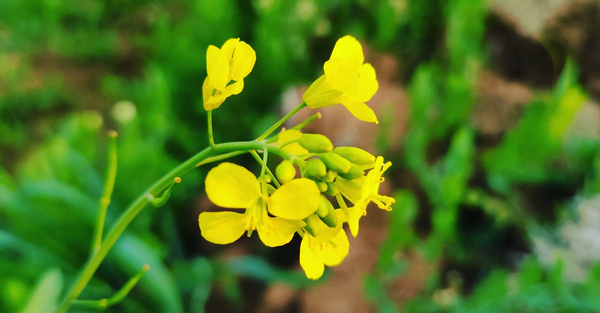 Mustard Flavor disappears - Yellow Flower in Tilt Shift Lens