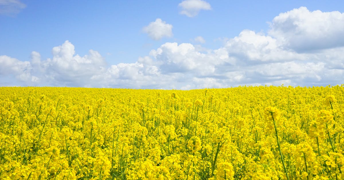 Mustard substitute - Yellow Flower Field Under Blue Cloudy Sky during Daytime