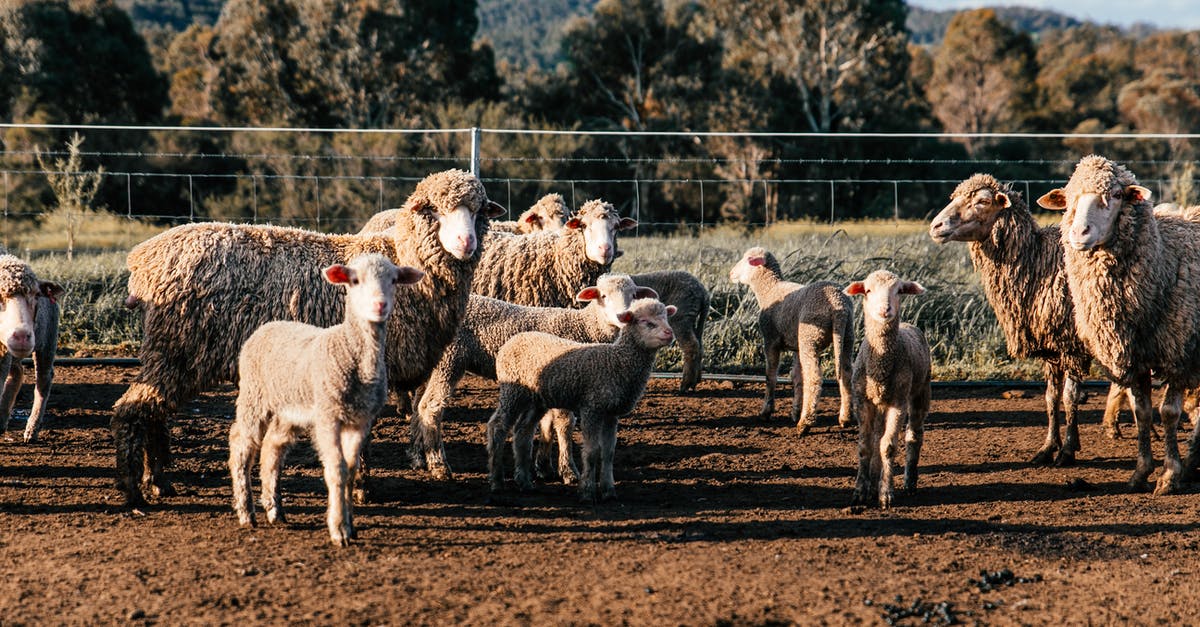 Mutton shoulder versus mutton leg - any difference in length of cooking? - Flock of domestic sheep and cute lambs standing in enclosure in farm on clear summer day