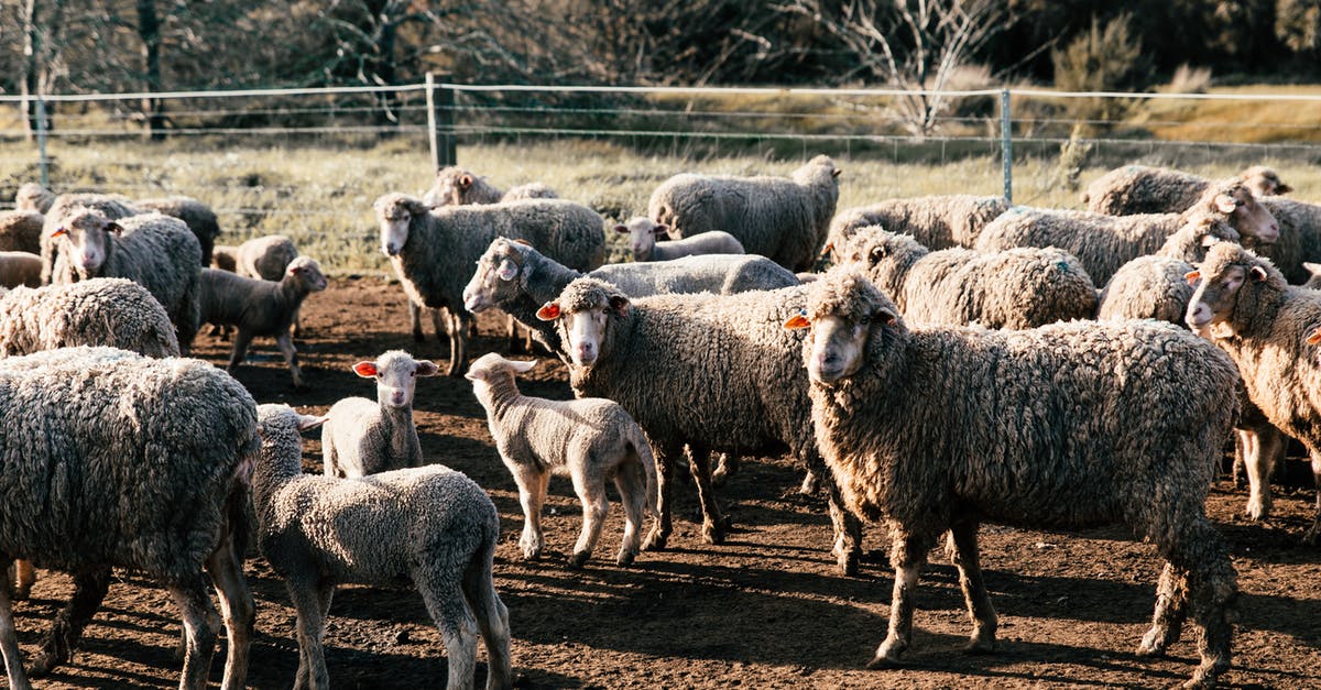 Mutton shoulder versus mutton leg - any difference in length of cooking? - Funny sheep walking in farmland enclosure