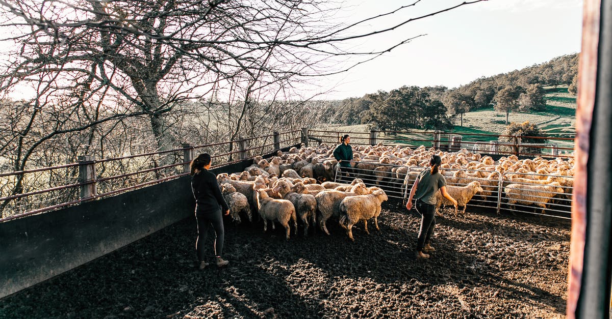 Mutton shoulder versus mutton leg - any difference in length of cooking? - Faceless farmers walking sheep in enclosure in farmland