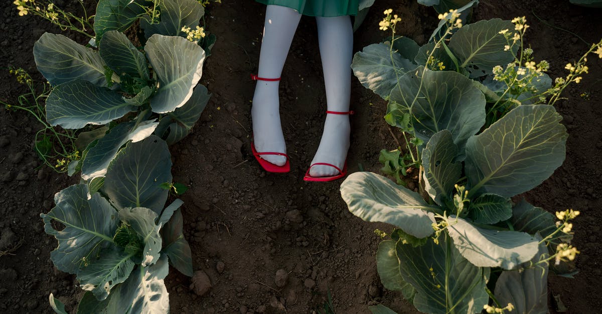 my german red cabbage does not have much liquid. red german cabbage is dry - Legs in Red Shoes of Unrecognizable Woman Laying in Agricultural Field