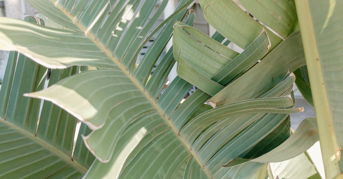 My sourdough splits at final proofing (pic included), advice? - A Close-up Shot of Green Banana Leaves with Splits