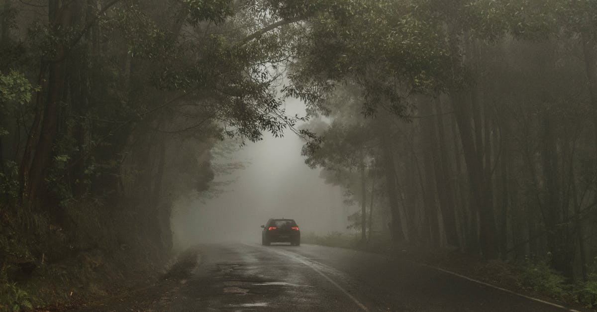 Mysterious Minty Yams? - Car Passing on Road Between Trees