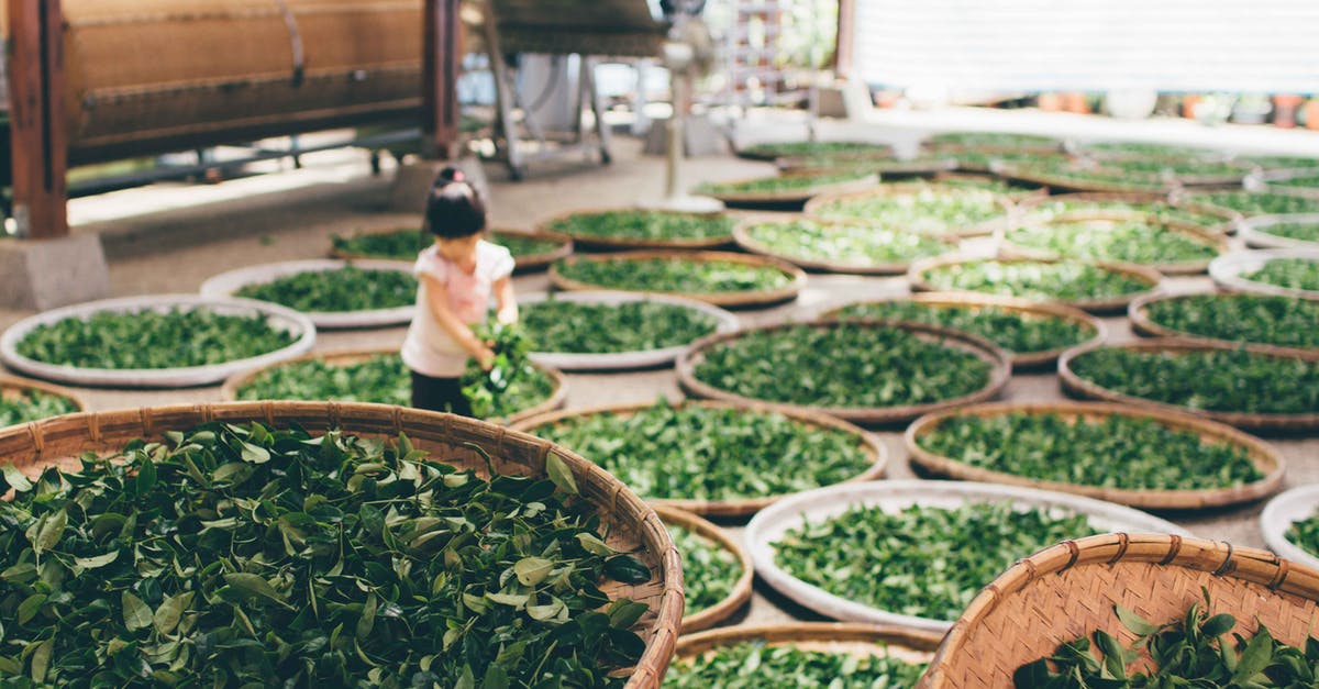 Name of tea with tiny green leaves? - Girl Standing Near Green Leaves