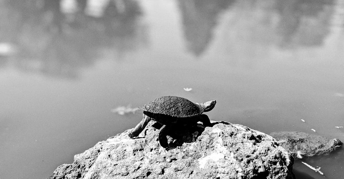 Naturally occuring mono- and diglycerides? - A Tortoise On A  Rock