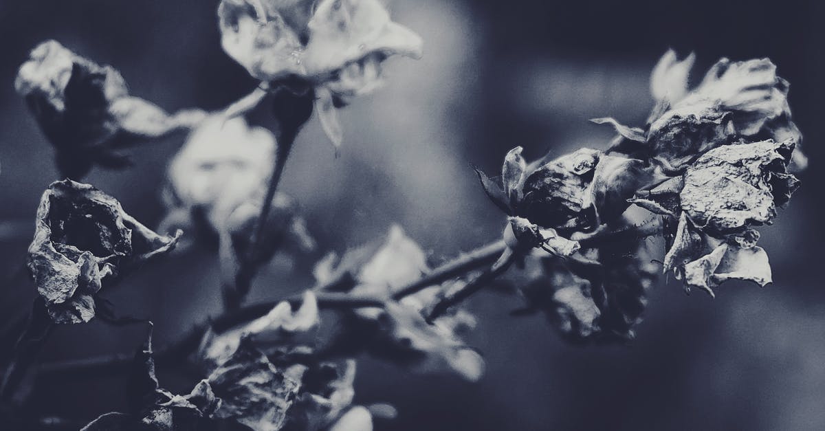 Naturally occuring mono- and diglycerides? - Grayscale Photography Of A Rose Plant